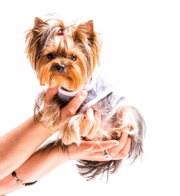 Toiletteur chien proche d'Aubigny