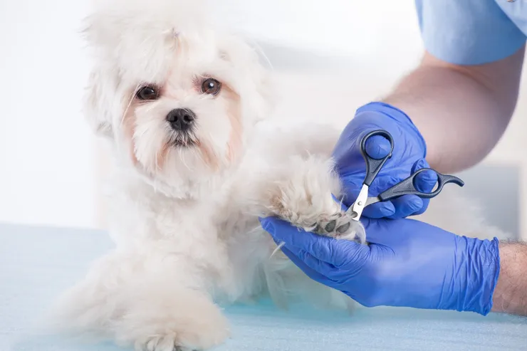 Toiletteur chien proche de Beaulieu-Sous-la-Roche