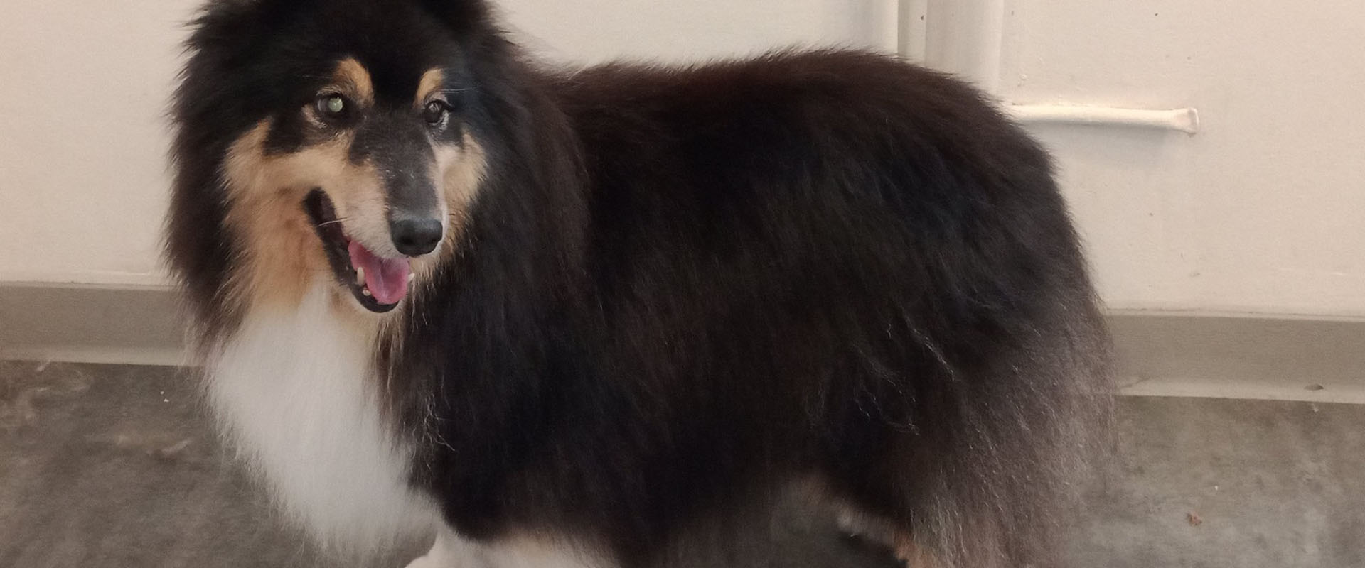 Toiletteur chien proche de Venansault
